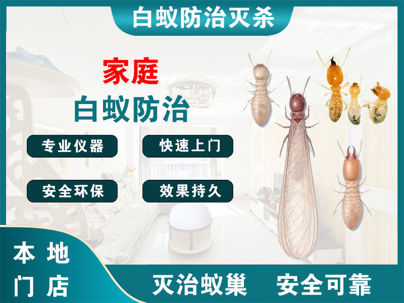 瑞安市家庭白蚁防治