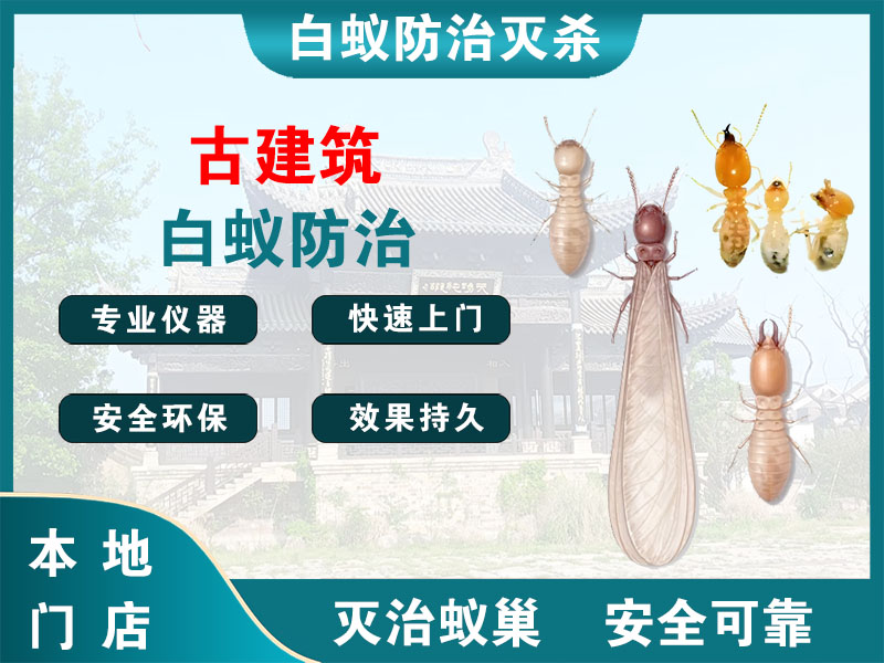 瑞安市古建筑白蚁防治